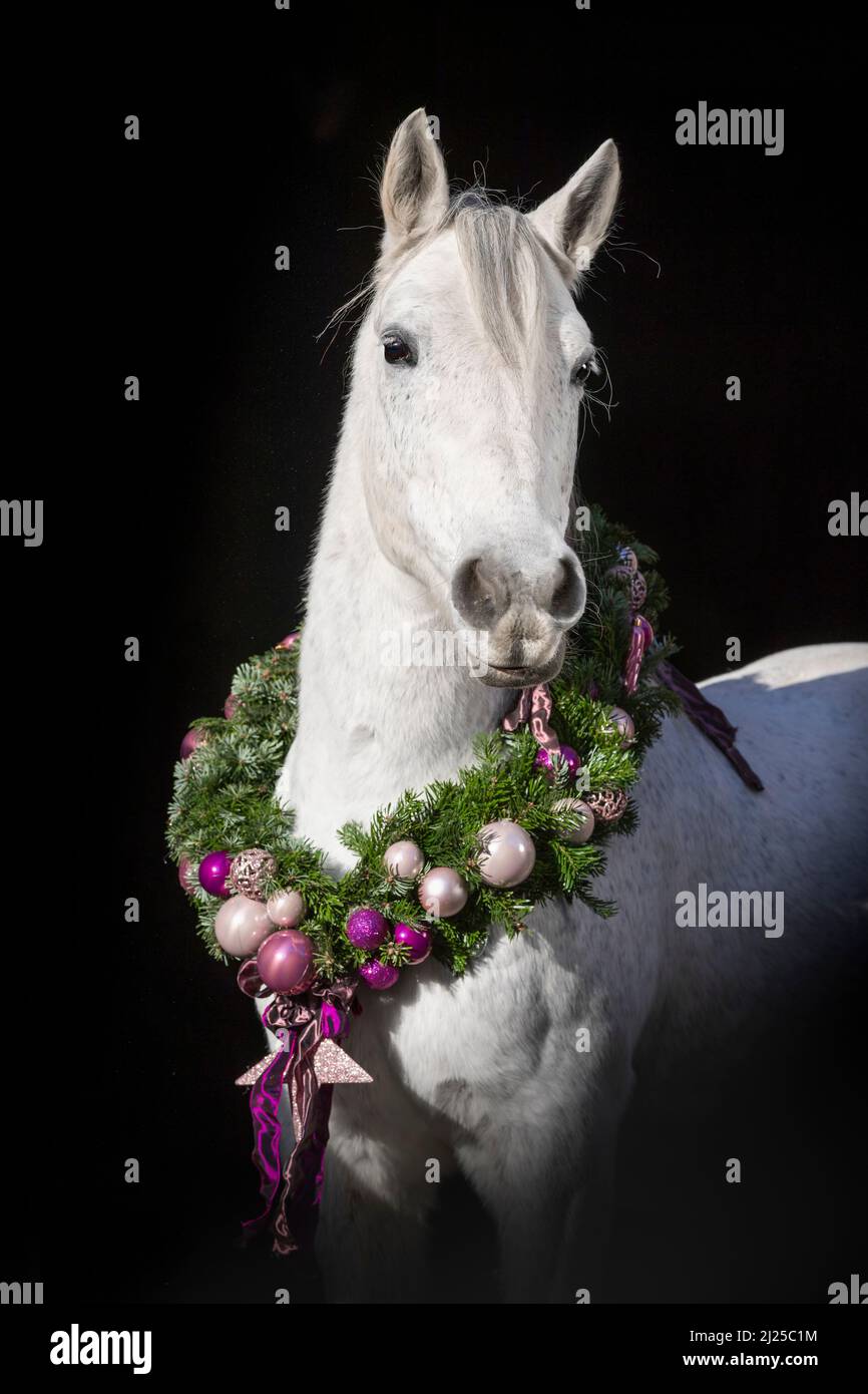 Postier Breton. Porträt einer grauen Stute mit einem Weihnachtskranz vor schwarzem Hintergrund Stockfoto
