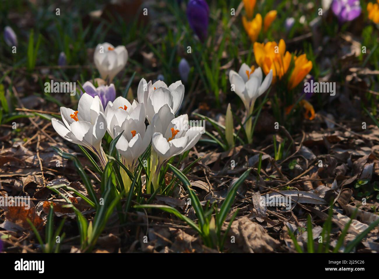 Der erste Frühlingskrokus blüht auf einer Lichtung im Park. Das Erwachen der Natur Stockfoto