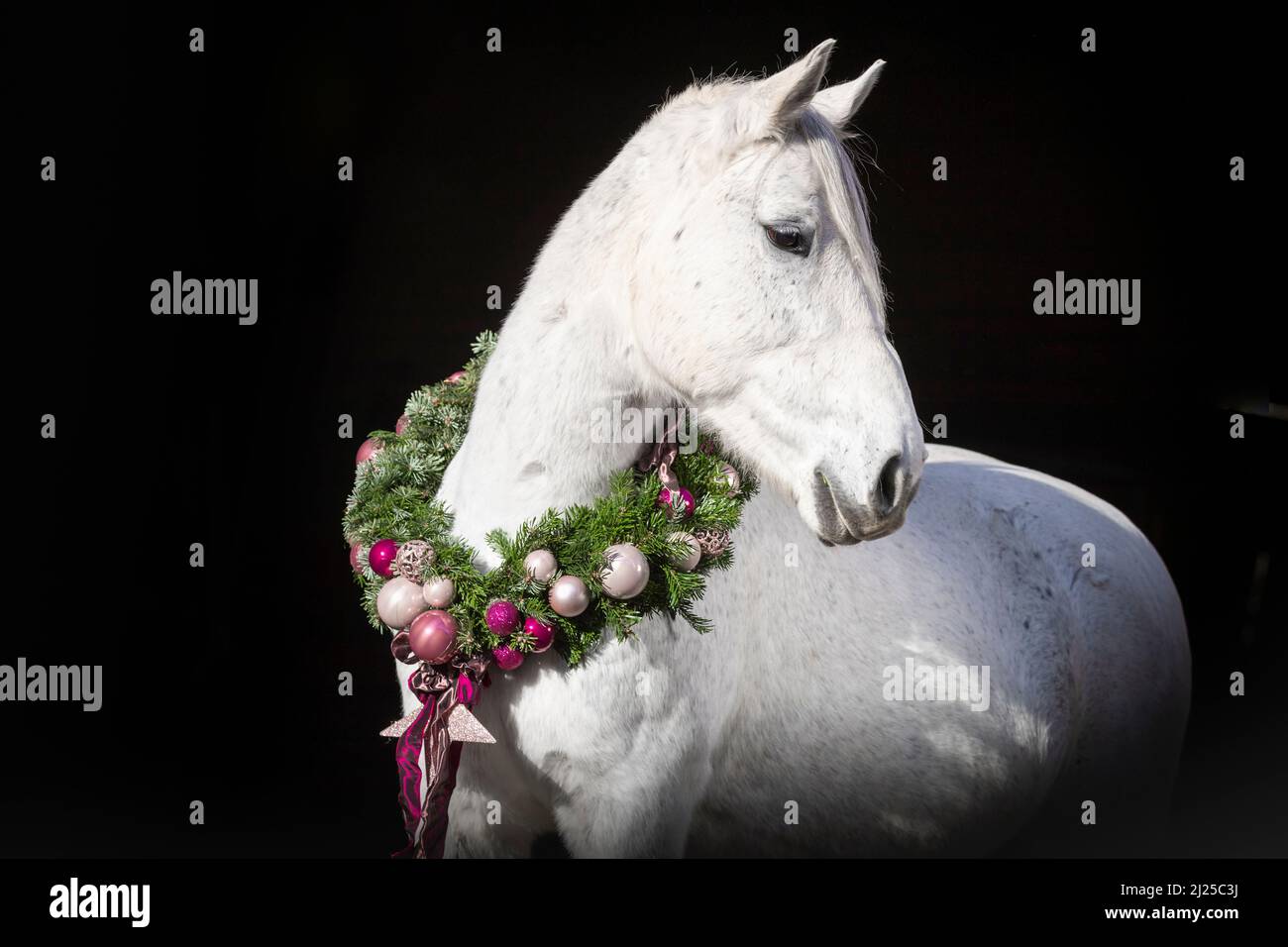 Postier Breton. Porträt einer grauen Stute mit einem Weihnachtskranz vor schwarzem Hintergrund Stockfoto