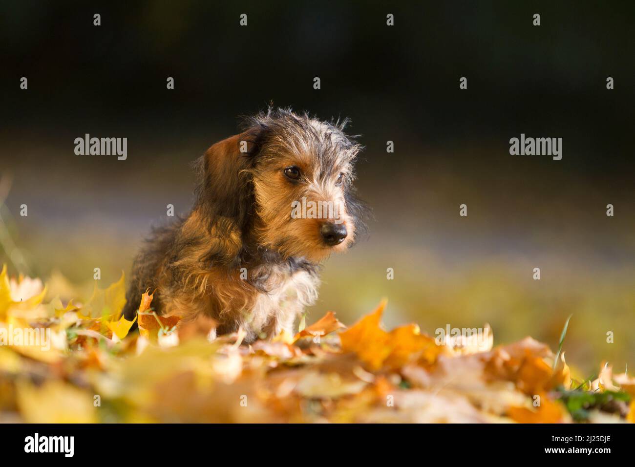 Drahthaarige Miniatur-Dachshund, die in Herbstblättern steht. Deutschland Stockfoto