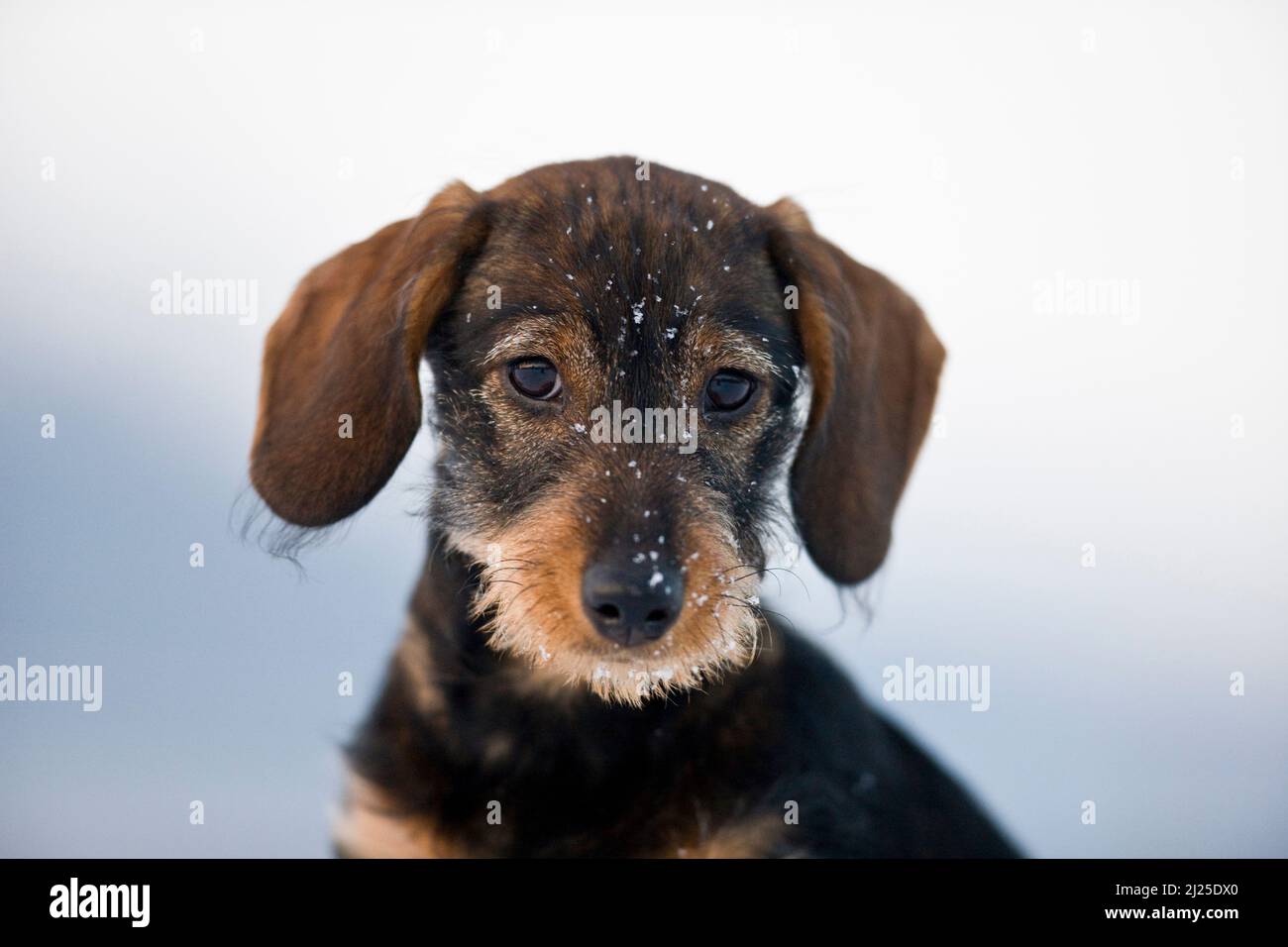 Dachshund mit Drahthaar. Porträt des Welpen im Winter Deutschland Stockfoto