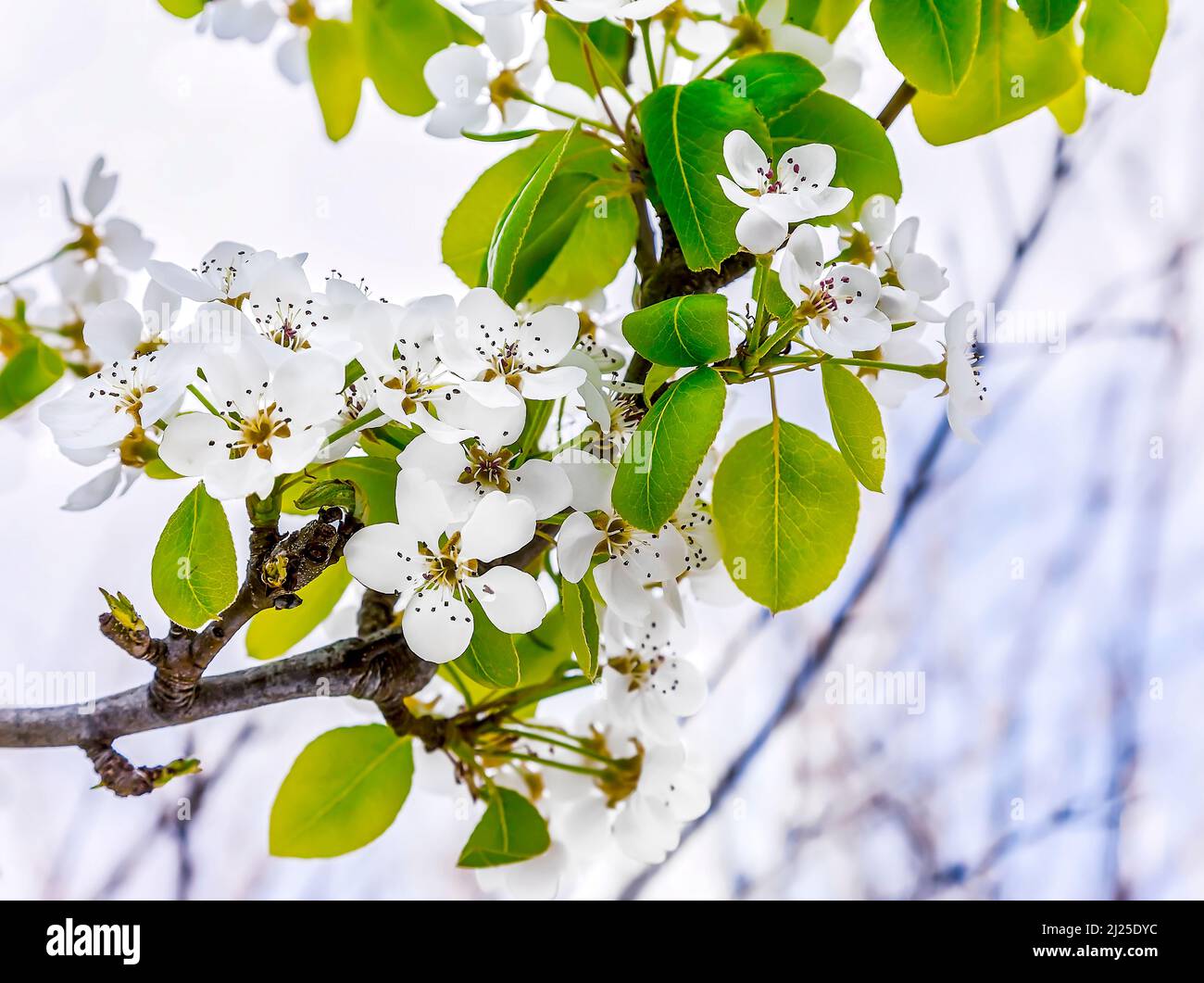 Schöne Mandelblüten in Blüte. Stockbild. Stockfoto