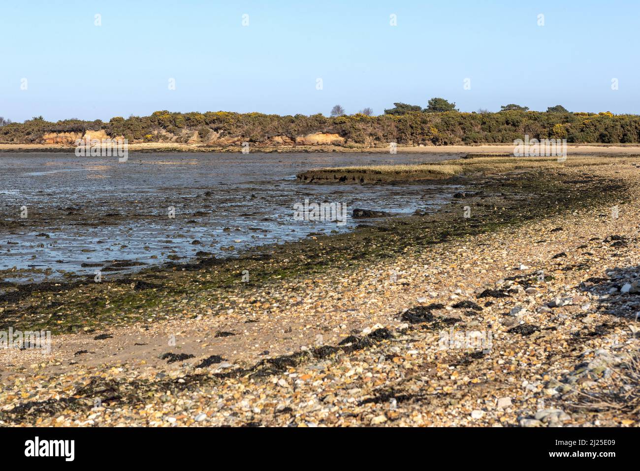 Stone Island Lake, Poole Harbour, Studland, Dorset, Großbritannien Stockfoto