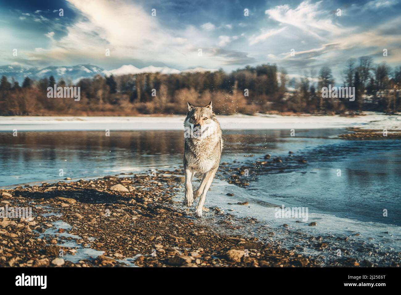 Tschechoslowakischer Wolfdog in schöner Winternatur. wolfhound. Stockfoto