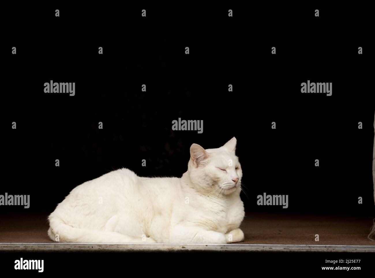 Weiße Katze in der Sonne auf schwarzem Hintergrund. Stockfoto