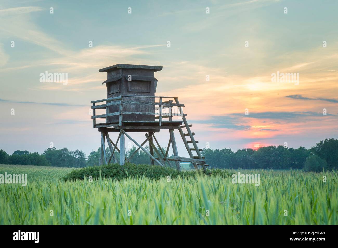 Hirsche stehen im Maisfeld. Sommer, Schleswig-Holstein, Deutschland Stockfoto