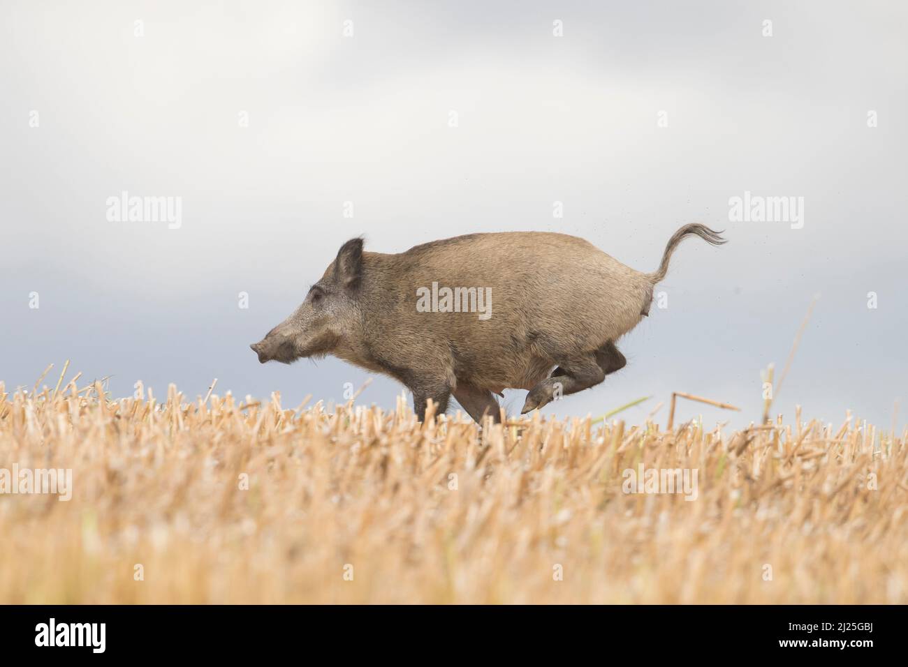 Wildschwein (Sus scrofa). Weibchen, die über ein Stoppelfeld fliehen. Skane, Schweden Stockfoto