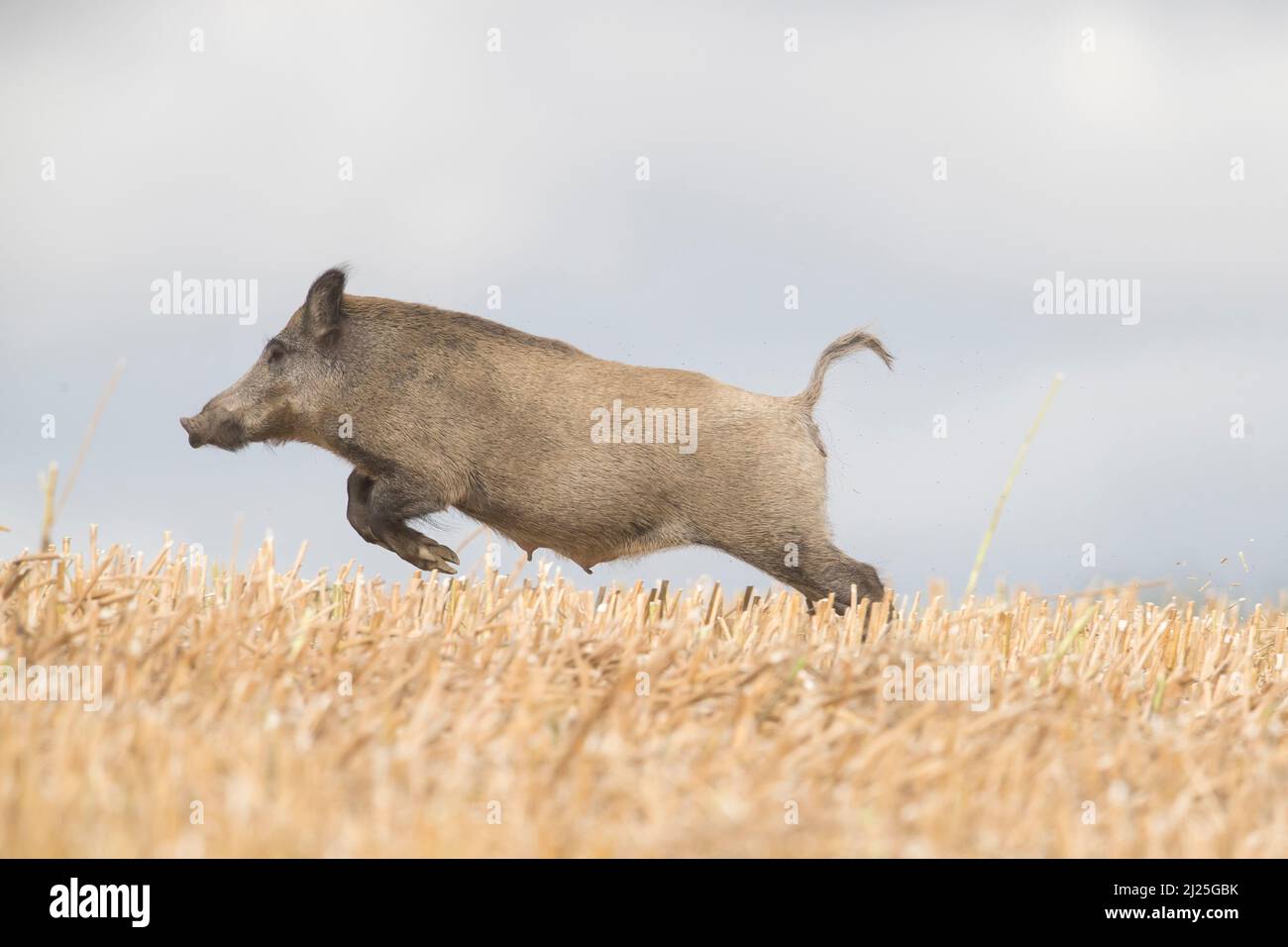 Wildschwein (Sus scrofa). Weibchen, die über ein Stoppelfeld fliehen. Skane, Schweden Stockfoto