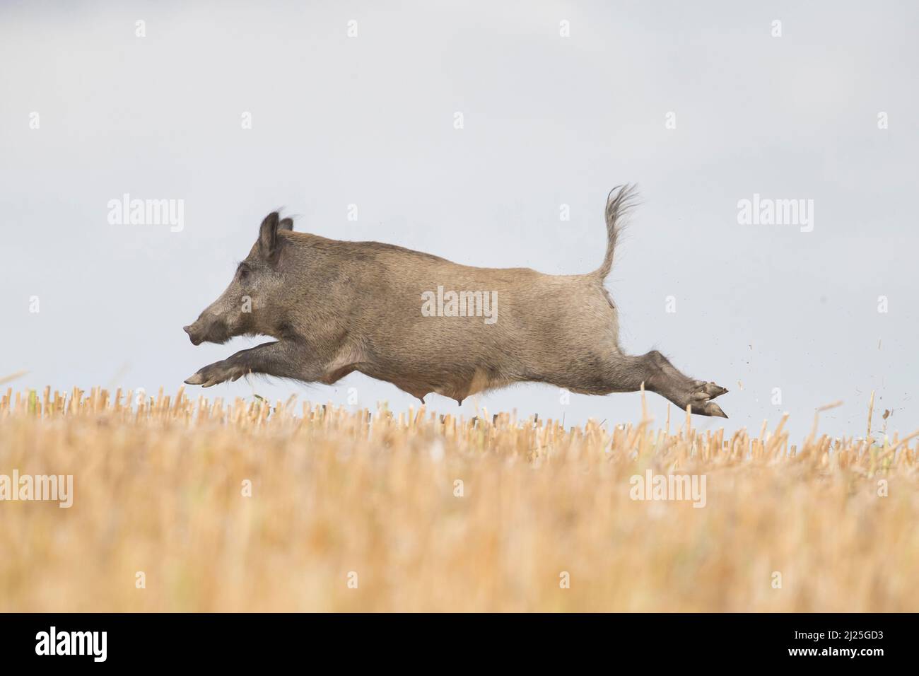 Wildschwein (Sus scrofa). Weibchen, die über ein Stoppelfeld fliehen. Skane, Schweden Stockfoto