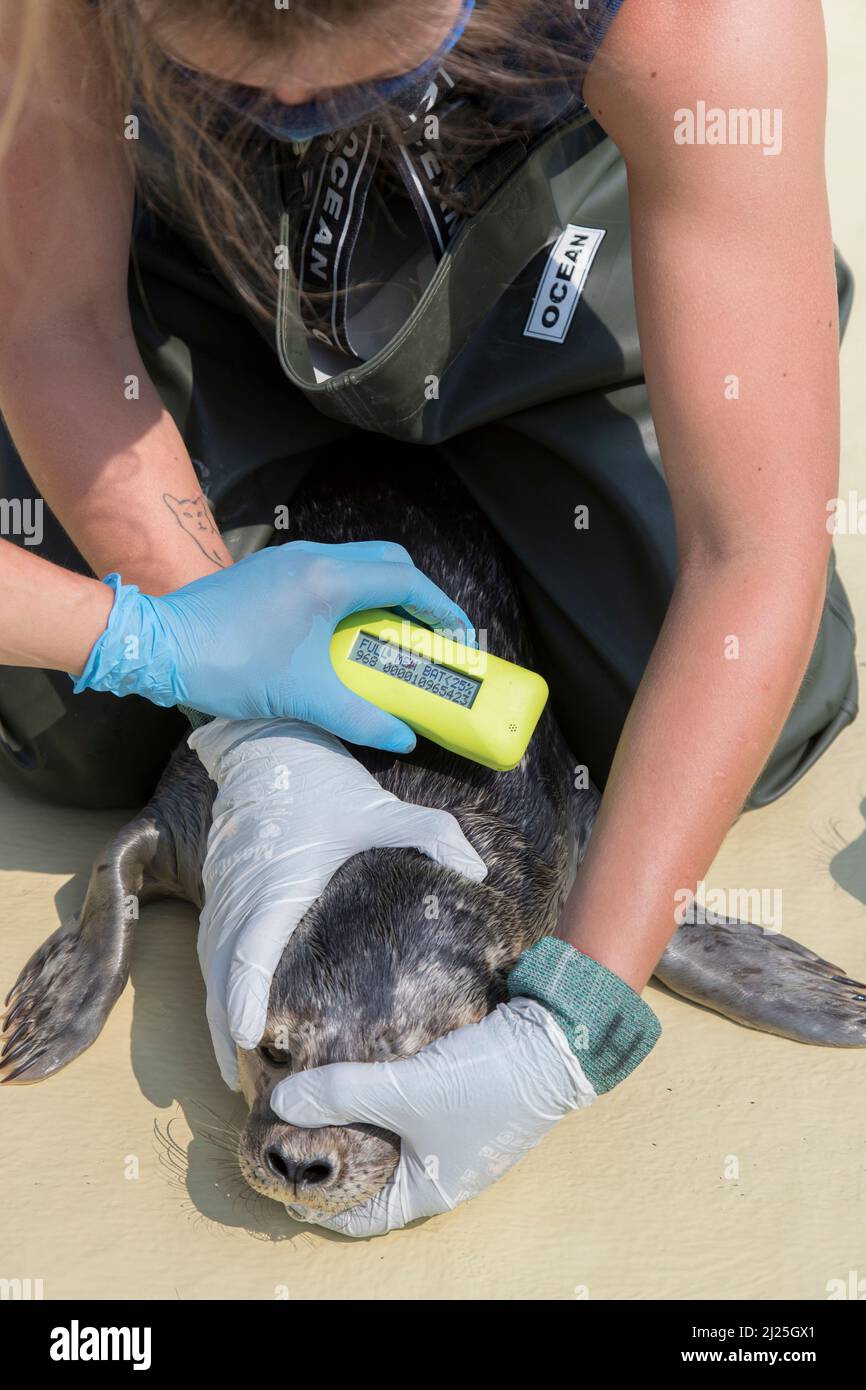 Hafensiegel (Phoca vitulina). Überprüfen des Chips eines Waisen. Friedrichskoog Seal Station, Dithmarschen, Schleswig-Holstein, Deutschland Stockfoto