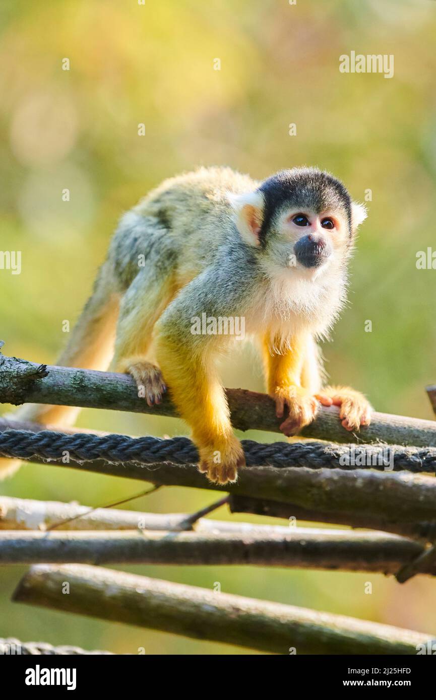 Eichhörnchen-Affe (Saimiri sciureus) in einem Zoo. Deutschland Stockfoto