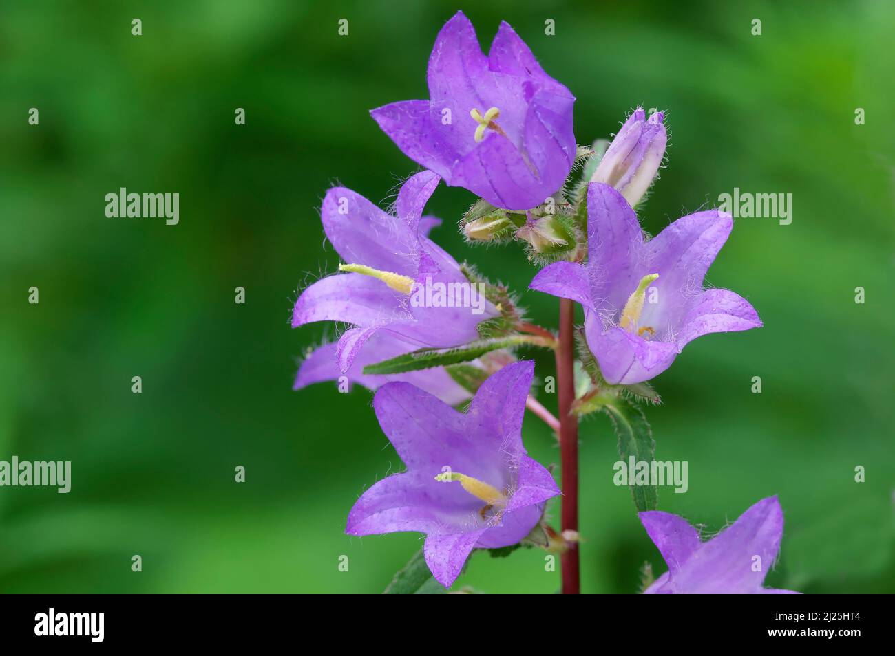Schleichende Glockenblume (Campanula rapuculoides), Blumen, Österreich Stockfoto