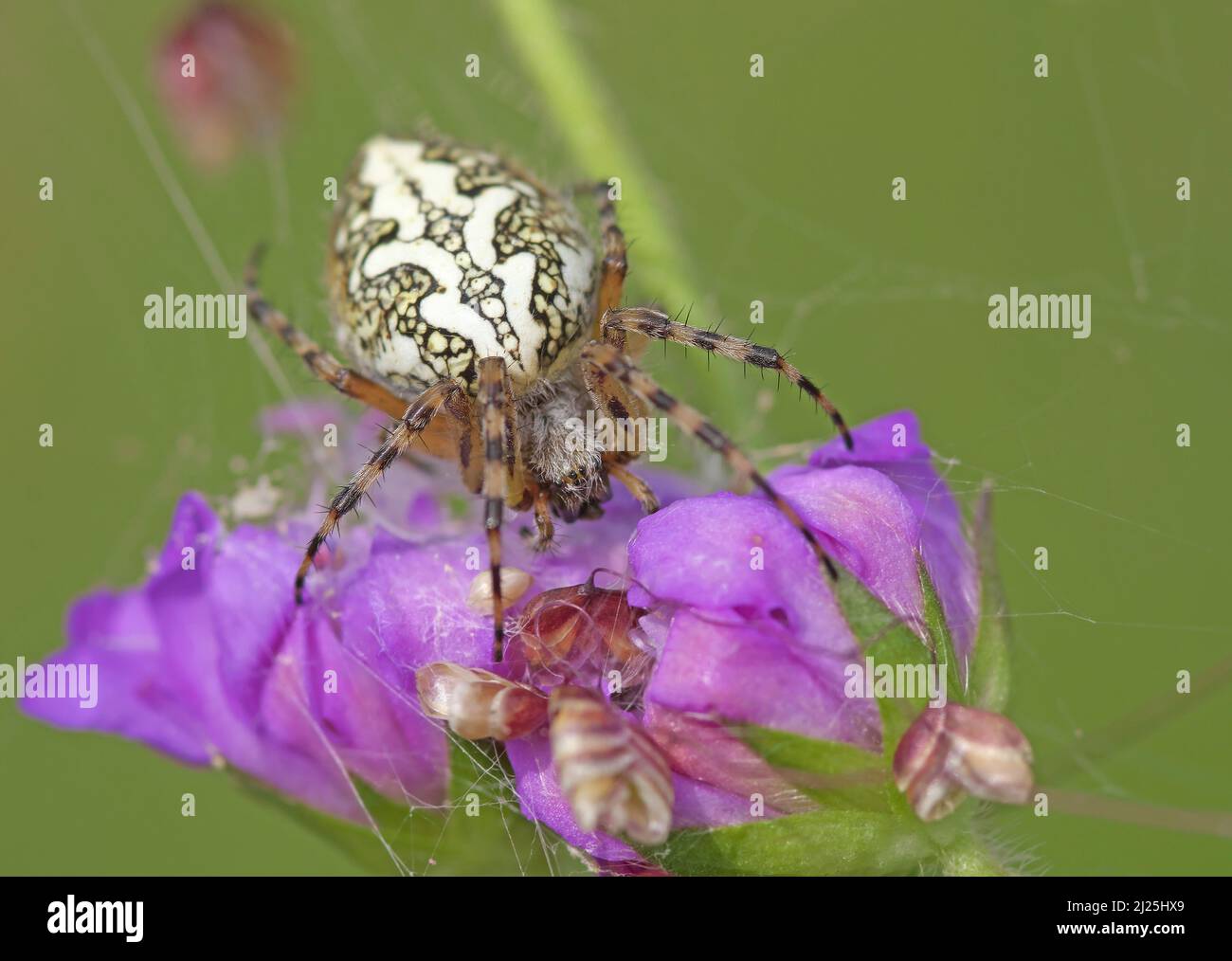 Eichenspinne (Araneus ceropegius, Aculepeira ceropegia). Weibchen zwischen Blumen. Österreich Stockfoto