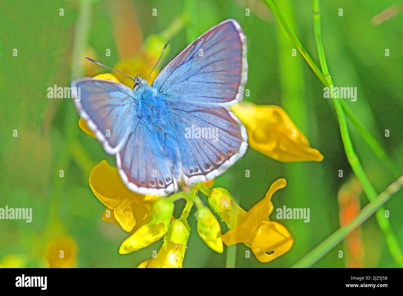 Mazarine Blue (Cyaniris semiargus) ruht auf einer gelben Blume. Österreich Stockfoto