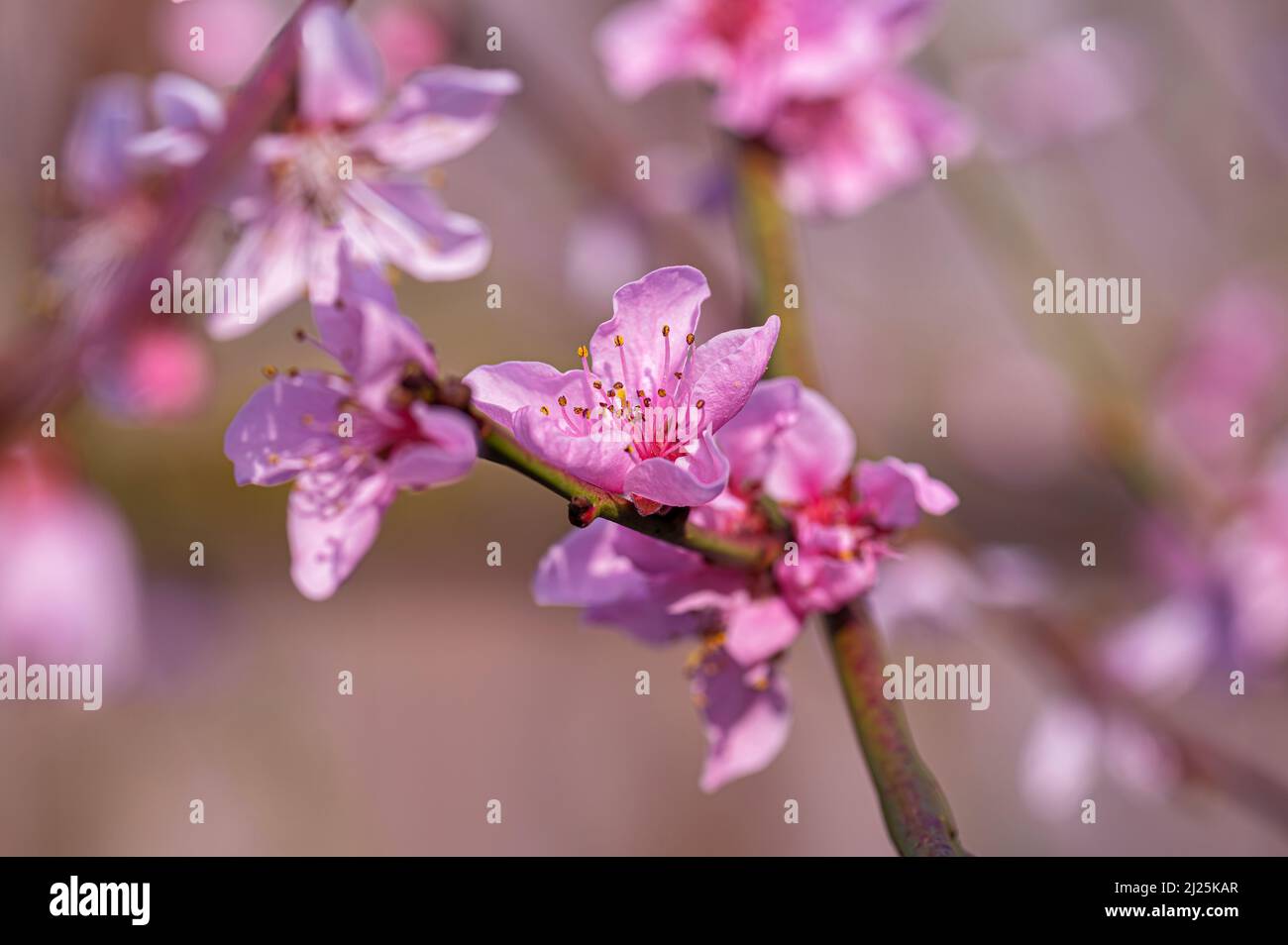 Pfirsichbaum Blossom Spring, Großbritannien Stockfoto
