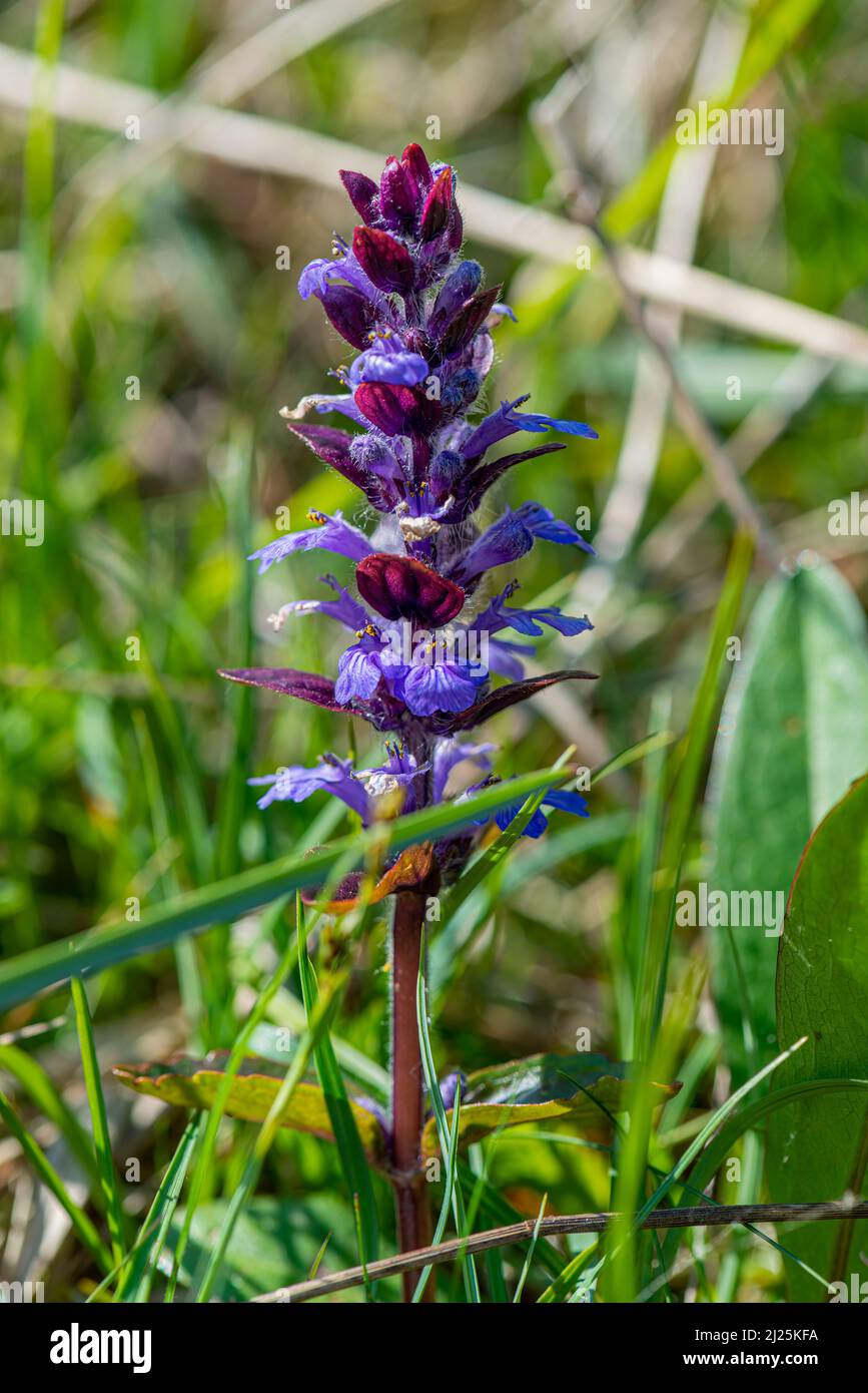 Bugle Ajuga reptans blüht im Peak District Stockfoto