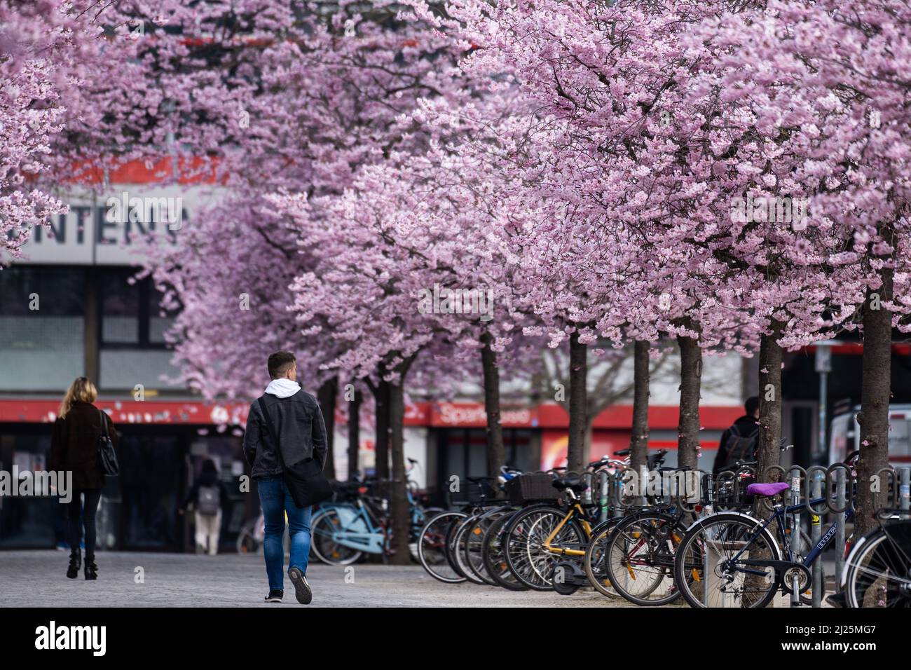 30. März 2022, Niedersachsen, Göttingen: Japanische Zierkirschen blühen auf dem zentralen Campus der Georg-August-Universität. Foto: Swen Pförtner/dpa Stockfoto