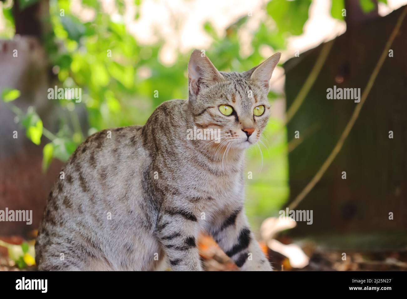 Nahaufnahme einer grauen Katze, die im Garten posiert Stockfoto