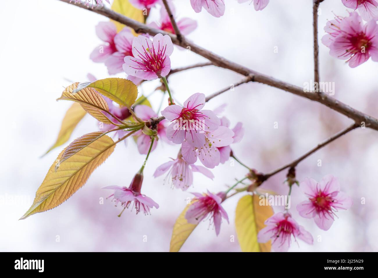 Landschaft mit schöner Kirschblüte, rosa Sakura-Blütenzweig vor dem Hintergrund des blauen Himmels in Japan und Korea während der Frühjahrssaison mit Nahaufnahme Stockfoto