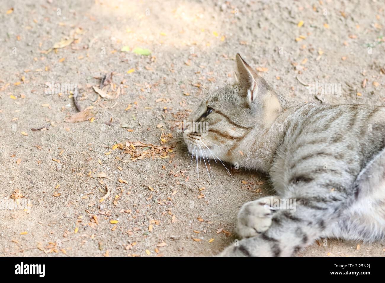 Nahaufnahme einer grauen Katze, die auf dem Boden schläft Stockfoto