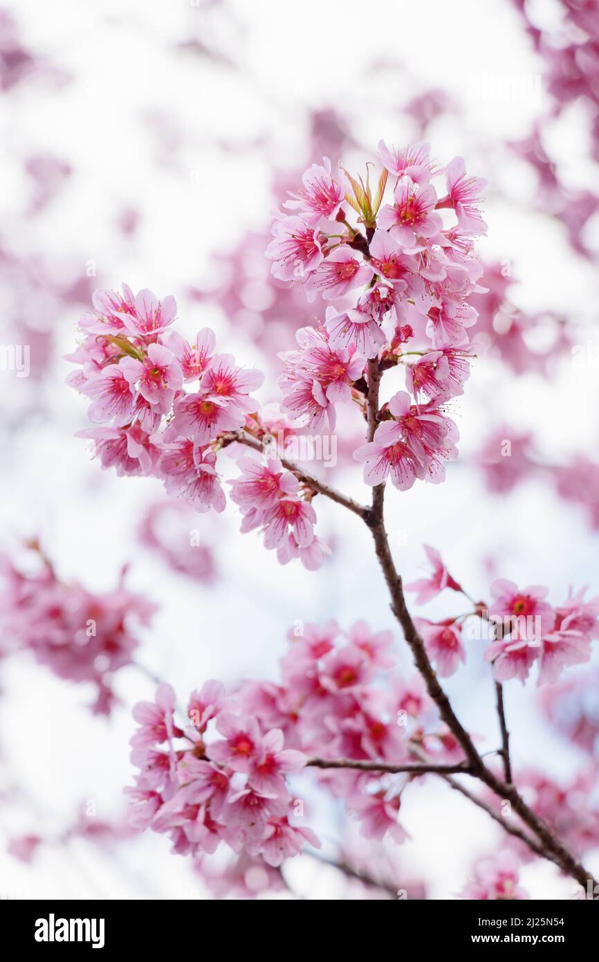 Landschaft mit schöner Kirschblüte, rosa Sakura-Blütenzweig vor dem Hintergrund des blauen Himmels in Japan und Korea während der Frühjahrssaison mit Nahaufnahme Stockfoto