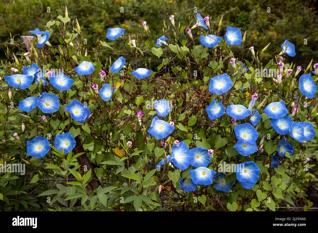 Wilde Blumen in einem Obstgarten in der Provinz Carchi, Ecuador Stockfoto