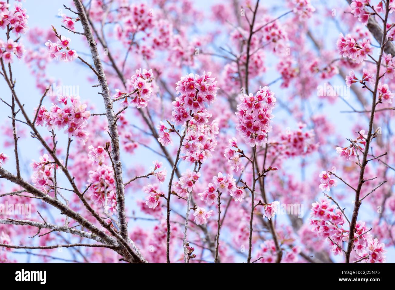 Landschaft mit schöner Kirschblüte, rosa Sakura-Blütenzweig vor dem Hintergrund des blauen Himmels in Japan und Korea während der Frühjahrssaison mit Nahaufnahme Stockfoto