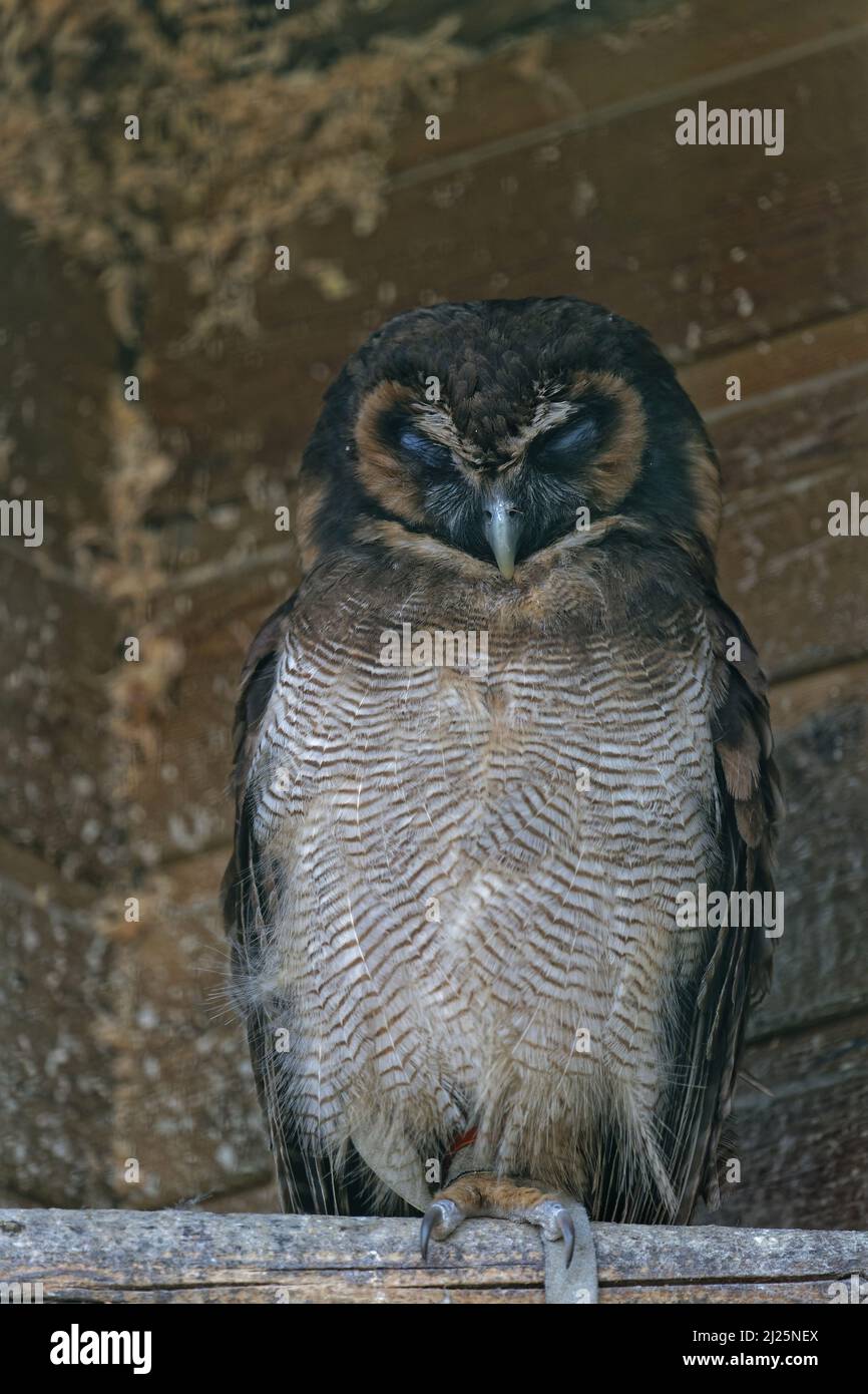 Braune Holzeule in ihrem Unterstand Stockfoto