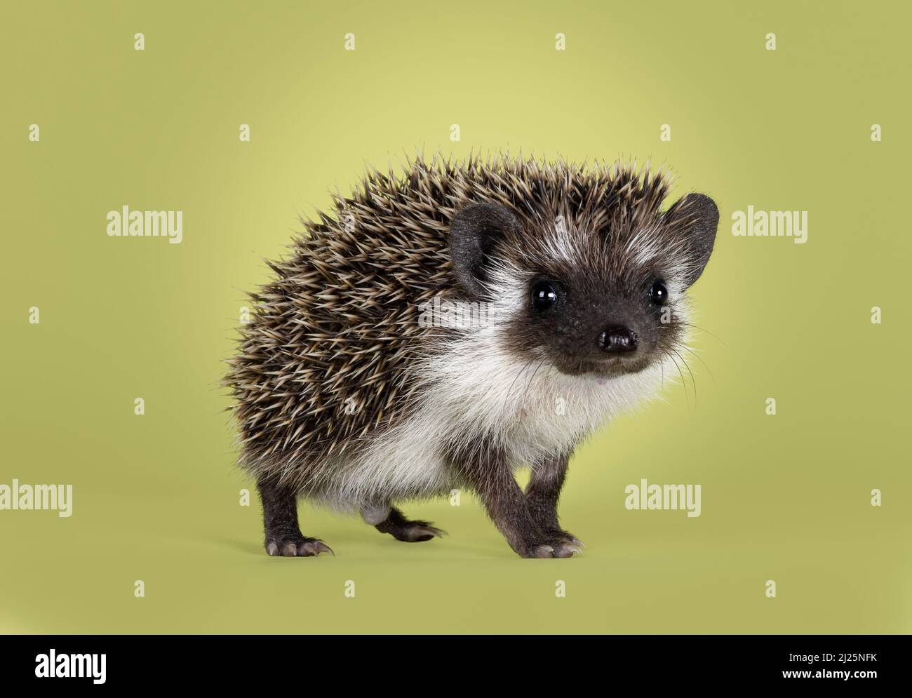 Niedliches kleines Igelbaby. Isoliert auf einem grünen Hintergrund. Hoch auf den Beinen stehend und in Richtung Kamera schauend. Stockfoto