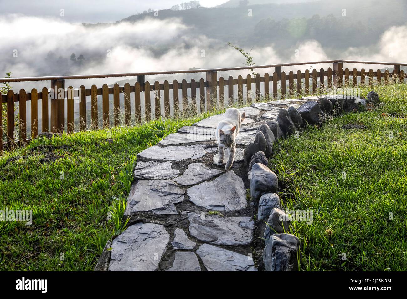 Katze geht über einen Steinweg in Vilcabamba, Ecuador Stockfoto