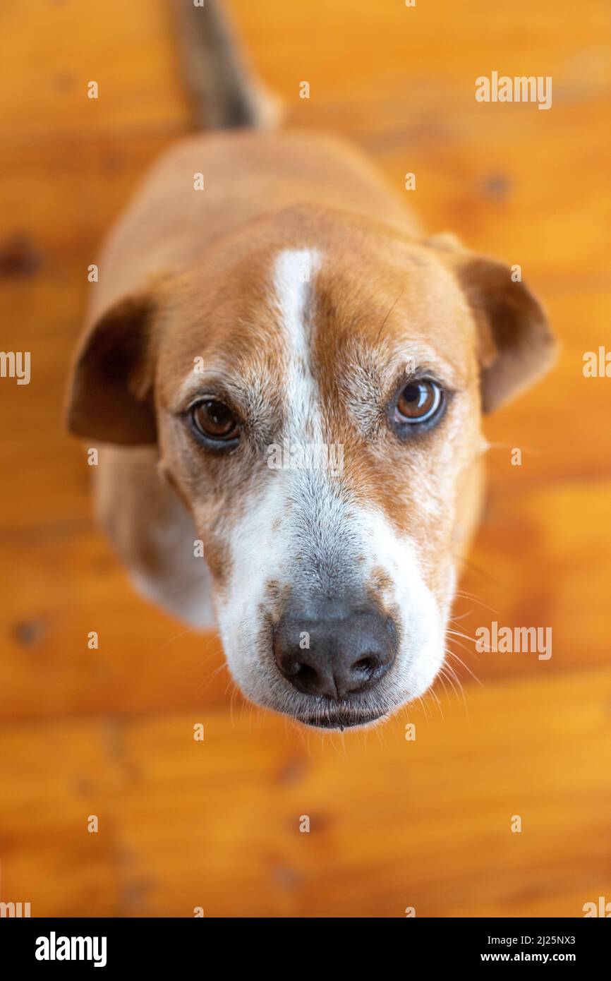 Hund schaut auf die Kamera, Vilcabamba, Ecuador Stockfoto