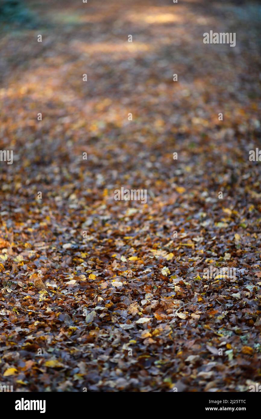 Teppich aus abgestorbenen Blättern im Wald. Stockfoto