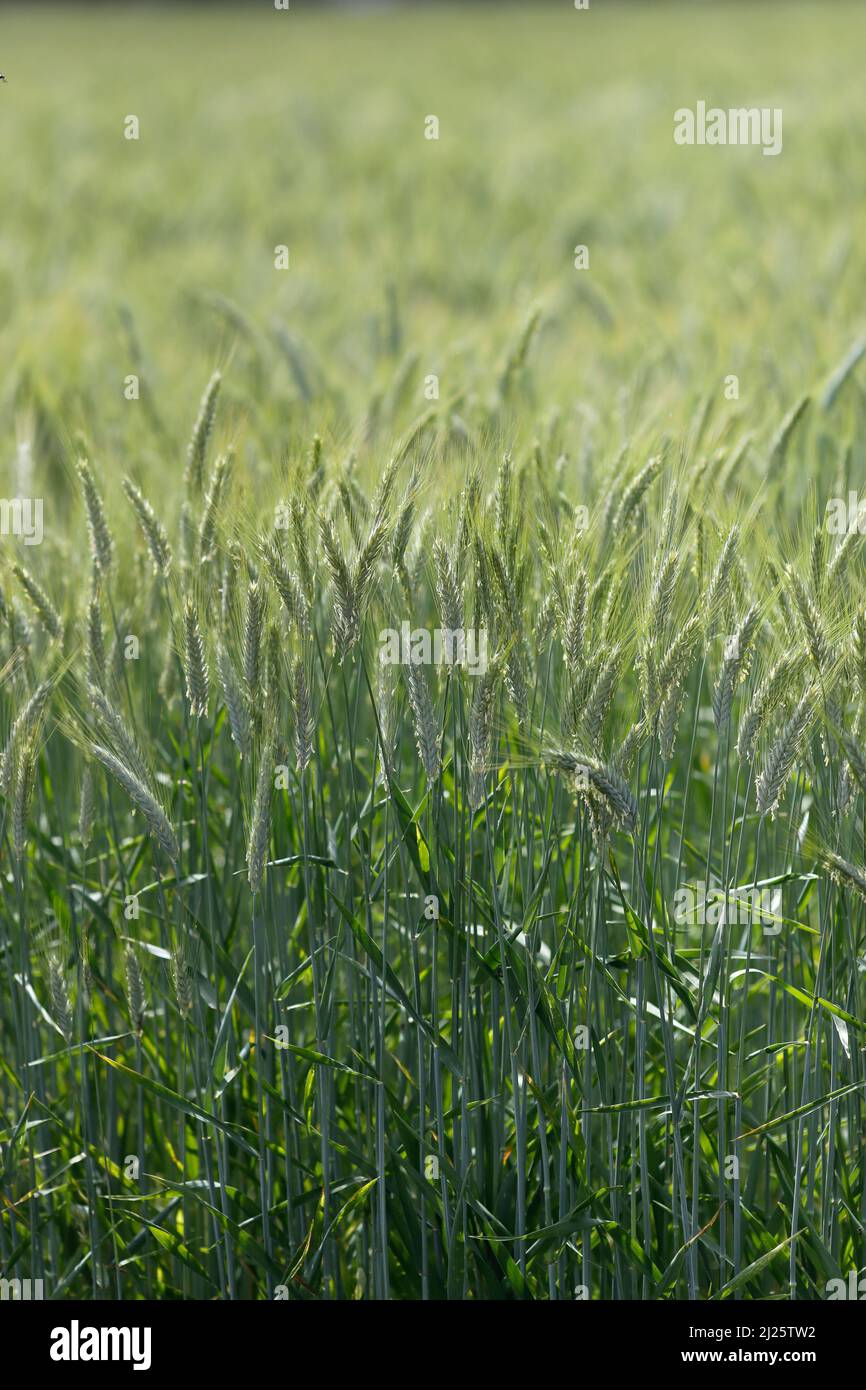 Weizenfeld. Kulturpflanzen und Landwirtschaft. Stockfoto