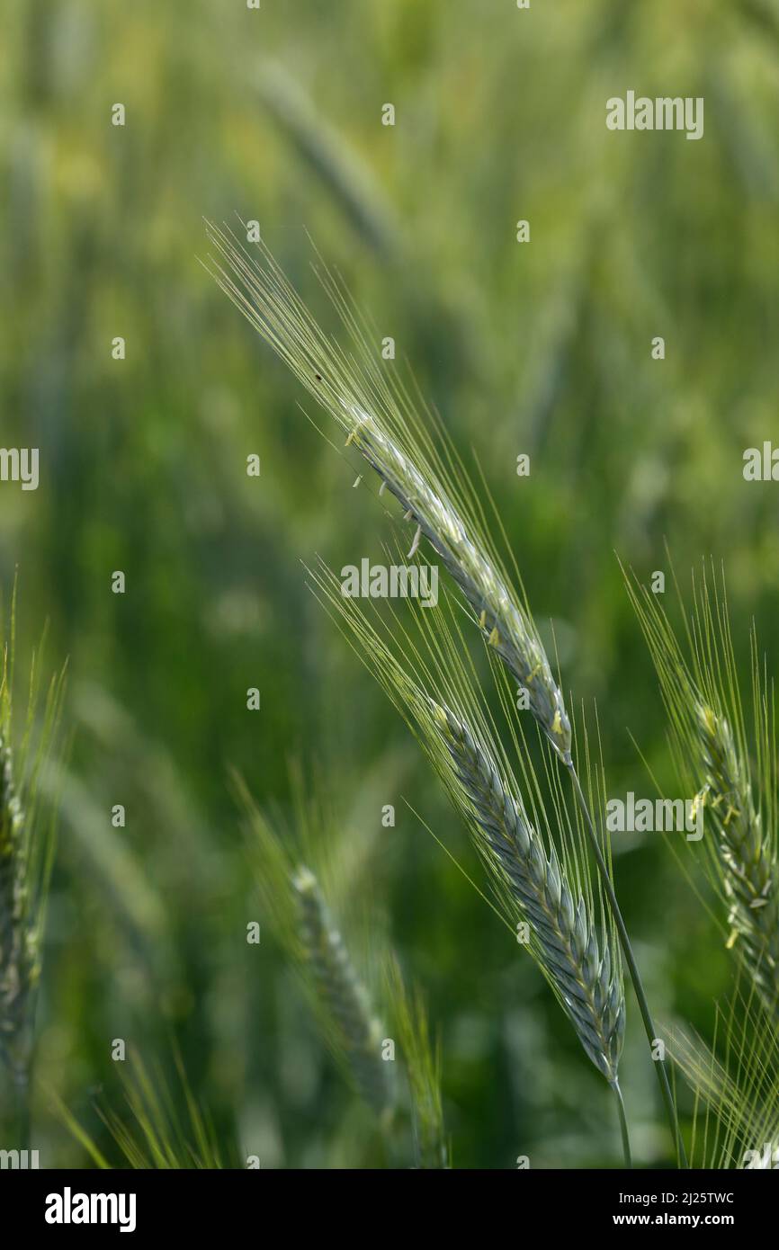 Weizenfeld. Kulturpflanzen und Landwirtschaft. Stockfoto