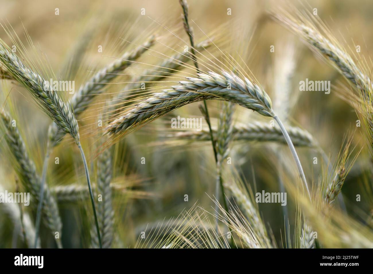 Weizenfeld. Kulturpflanzen und Landwirtschaft. Stockfoto