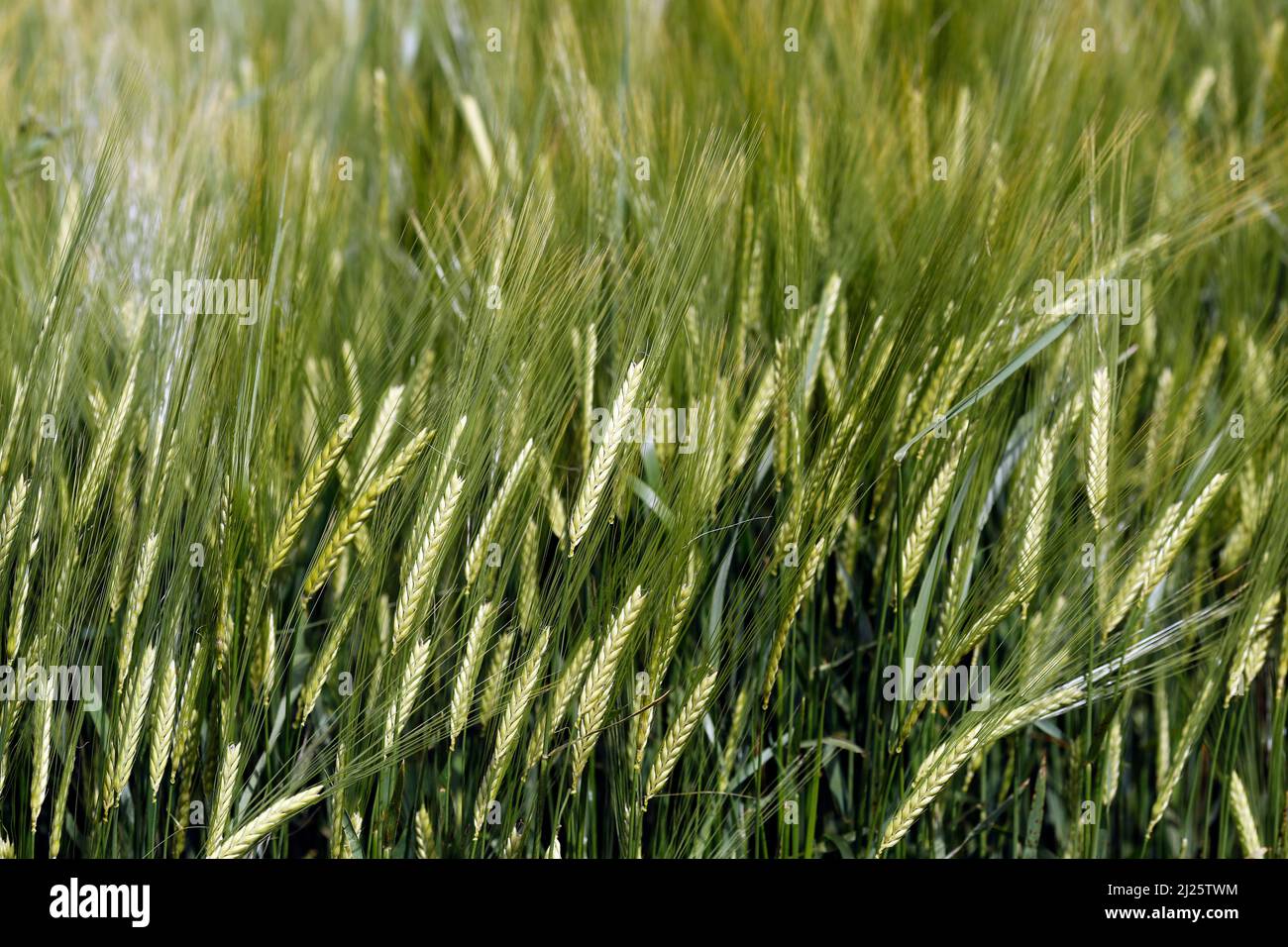 Weizenfeld. Kulturpflanzen und Landwirtschaft. Stockfoto