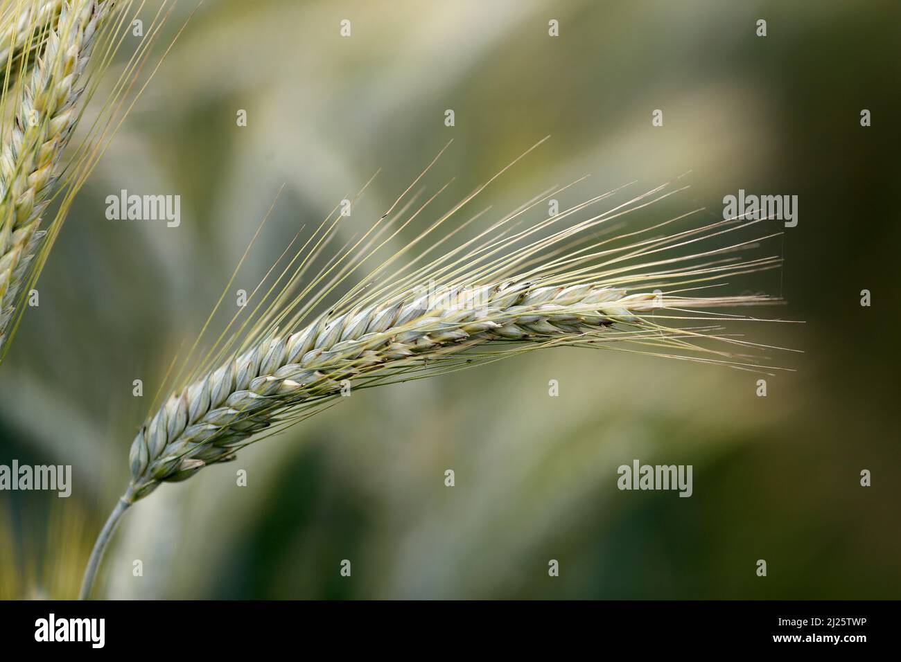 Weizenfeld. Kulturpflanzen und Landwirtschaft. Stockfoto