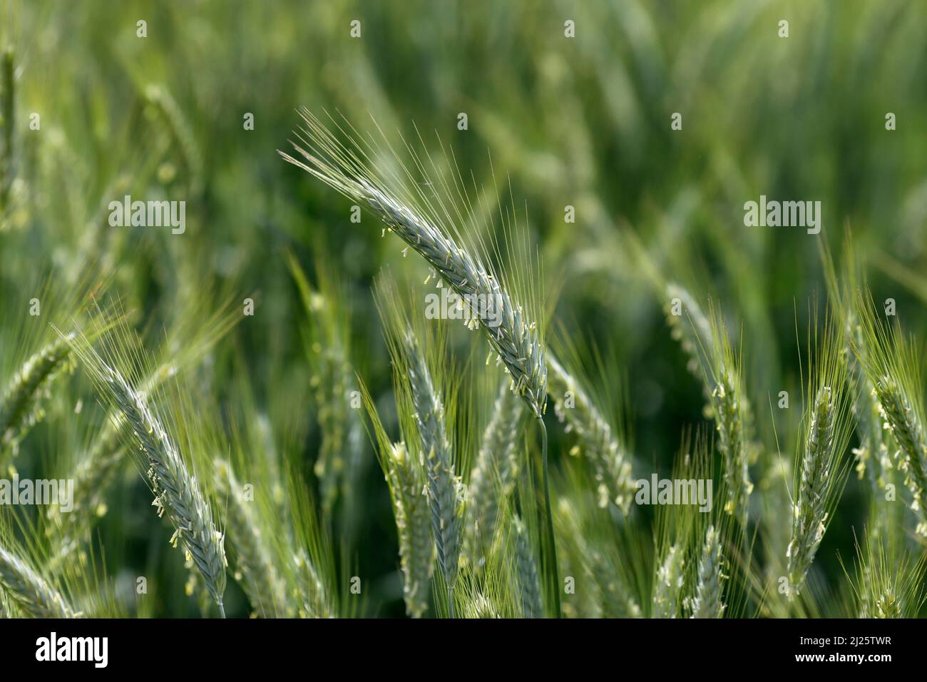 Weizenfeld. Kulturpflanzen und Landwirtschaft. Stockfoto