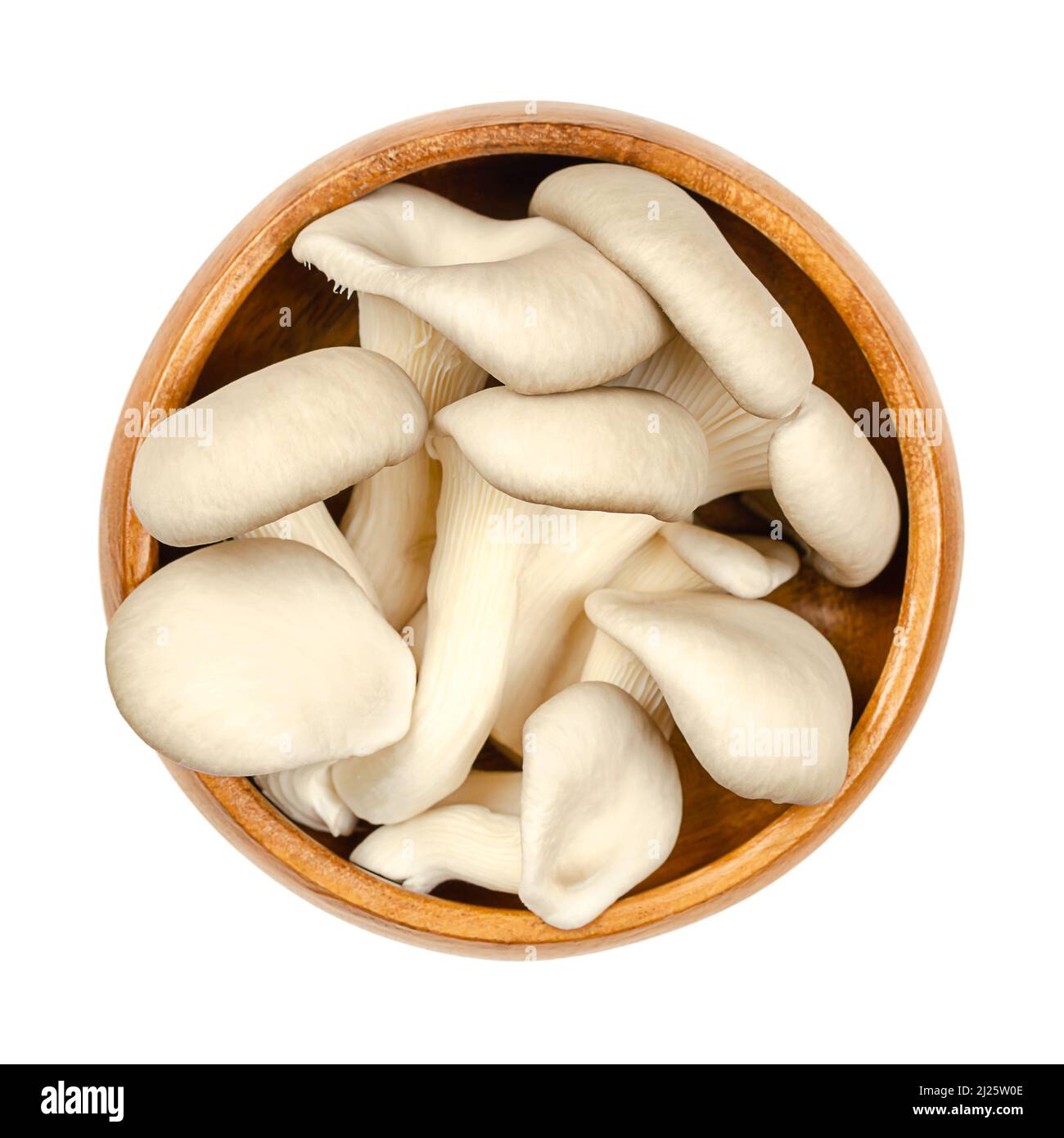 Frische Austernpilze, in einer Holzschale. Pleurotus, auch als Abalone- oder Baumpilze bekannt. Einer der am meisten kultivierten und gefressenen Pilze. Stockfoto