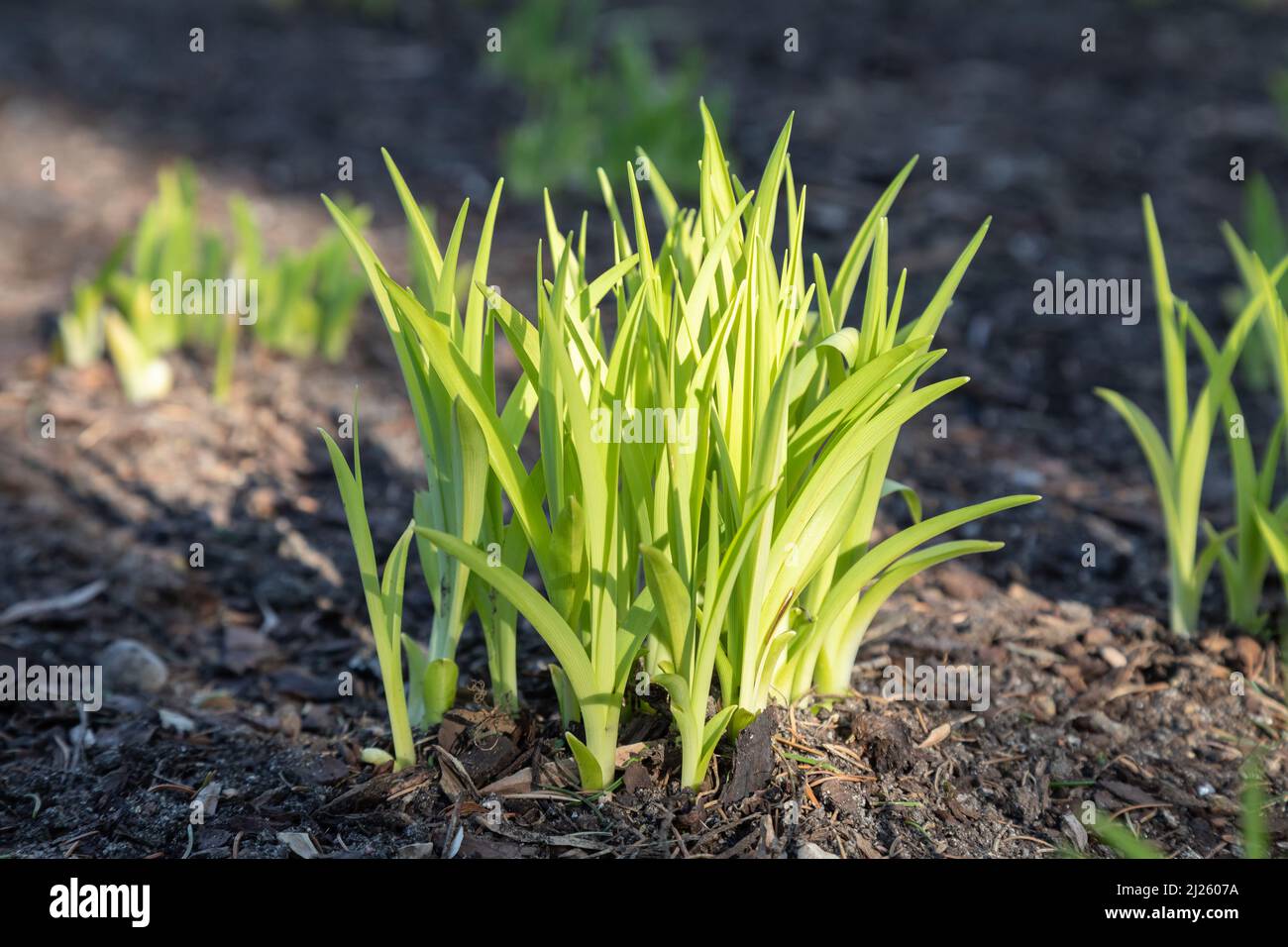Gepflanzt Blumenzwiebeln im Frühling Stockfoto