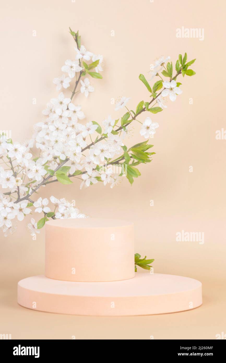 Geometrischer Podium-Plattformständer für Produktpräsentation und frühlingsblühenden Baumzweig mit weißen Blüten auf pastellbeigem Hintergrund. Vorderansicht Stockfoto