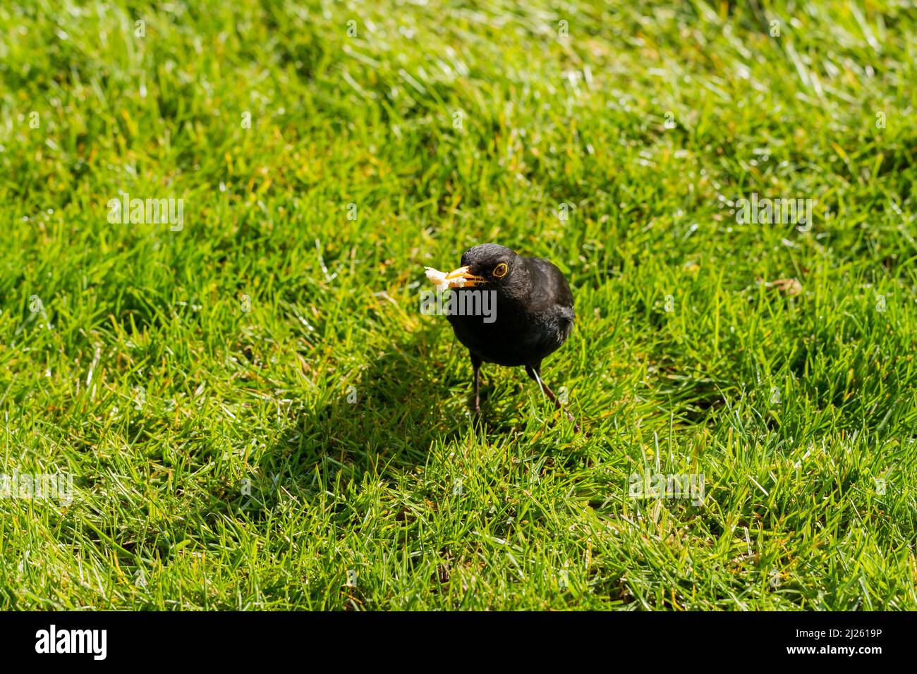 Amsel, Turdus merula, die im Frühling Brot füttert, Großbritannien Stockfoto