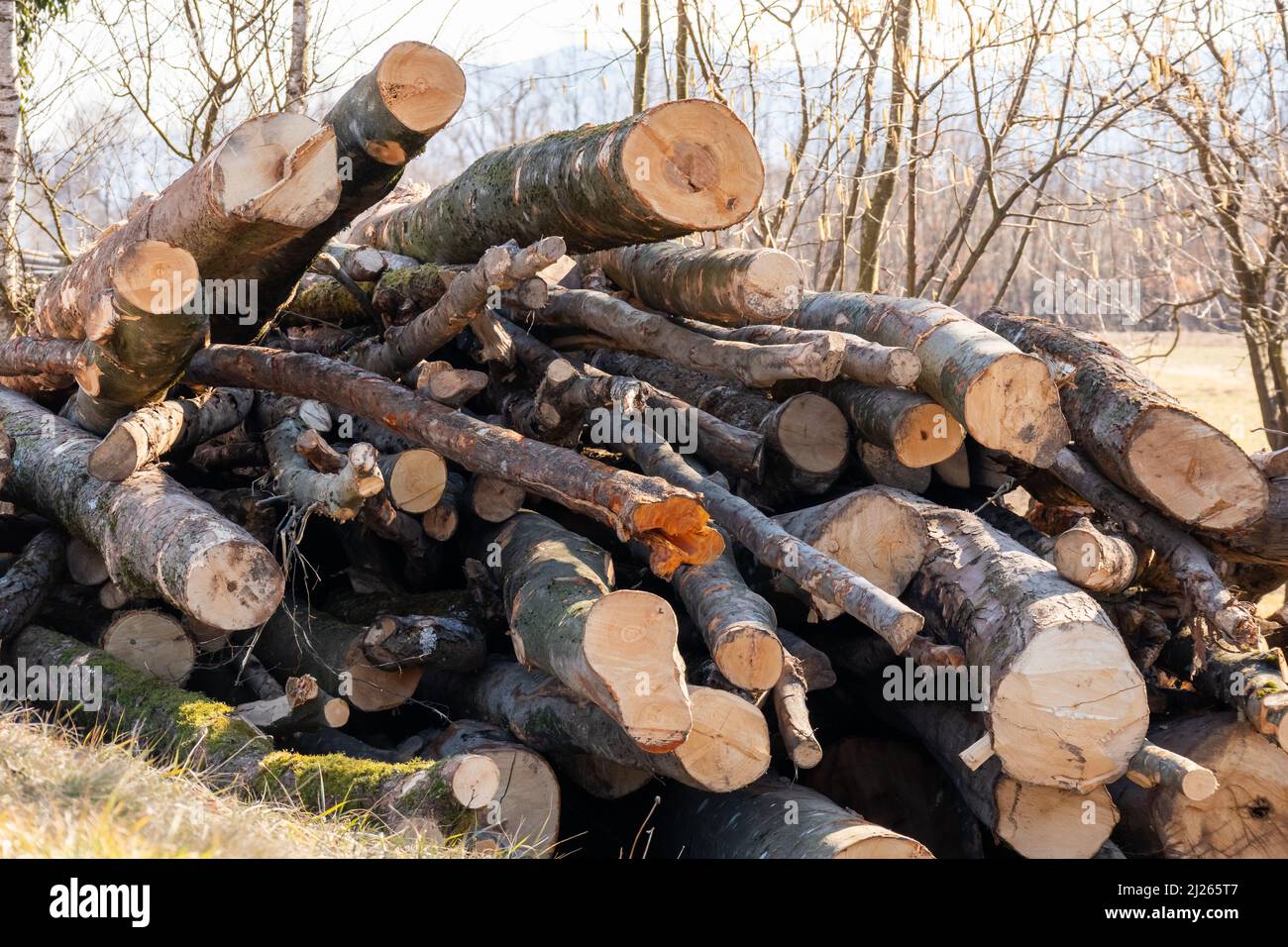 Stapel von Baumstämmen, Holzfällerholz Wald Holzindustrie. Stockfoto