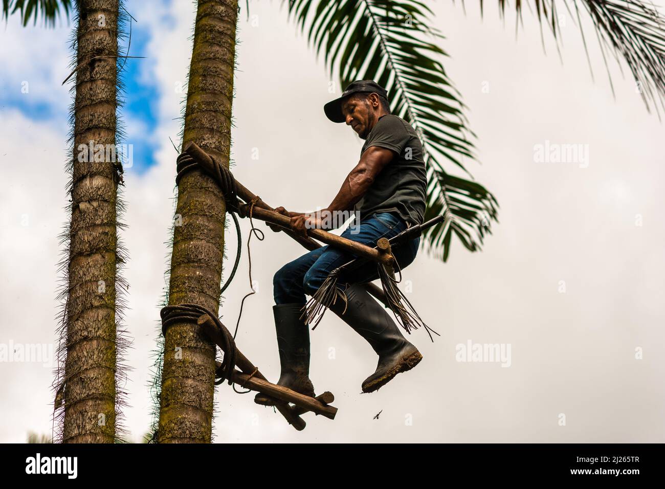 Ein kolumbianischer Bauer klettert auf einer Farm in der Nähe von El Tambo, Cauca, Kolumbien, mit dem traditionellen Marota-Gerüst auf eine Pfirsichpalme. Stockfoto