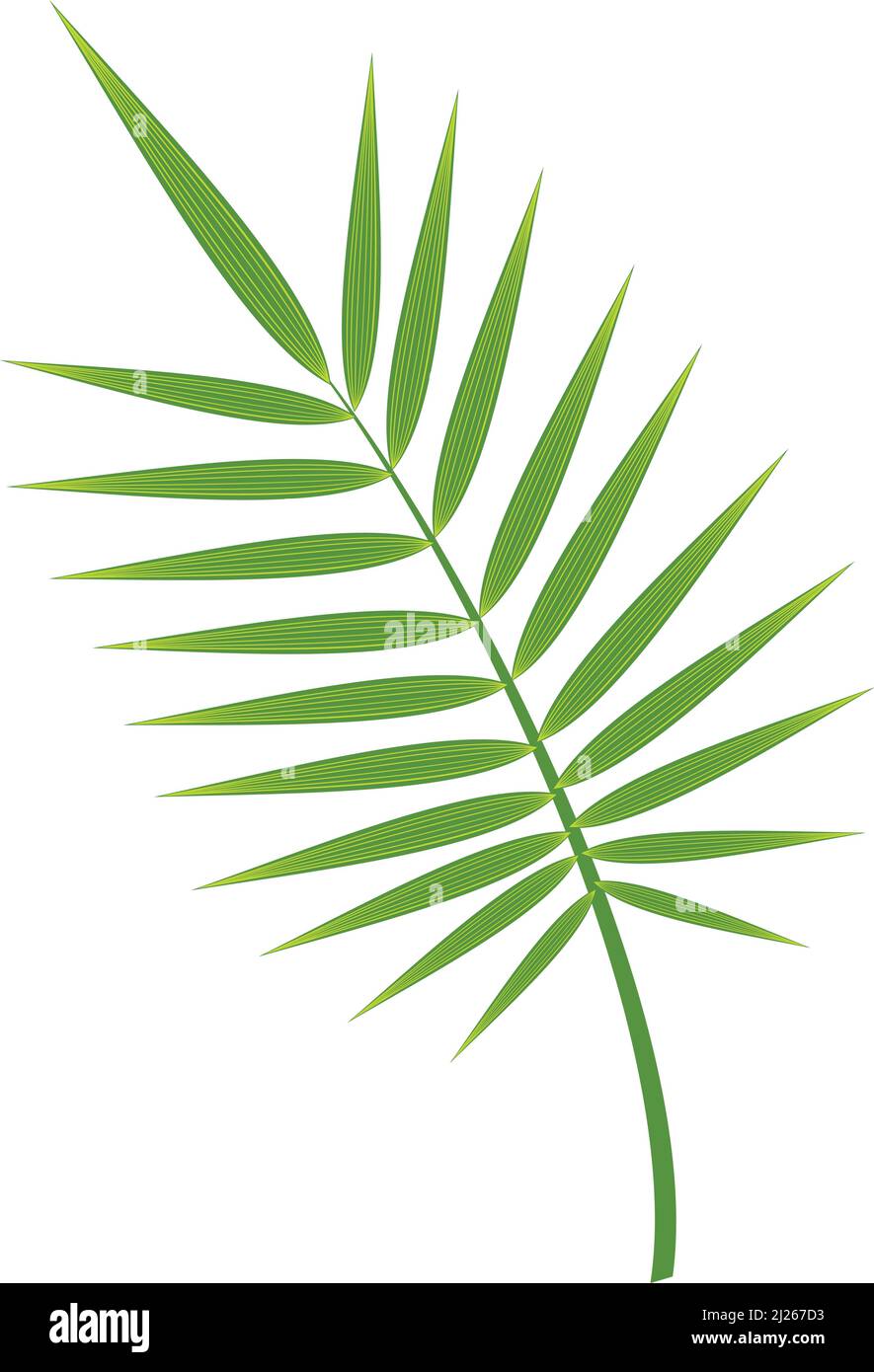 Palmwedel. Realistischer grüner tropischer Baumzweig Stock Vektor