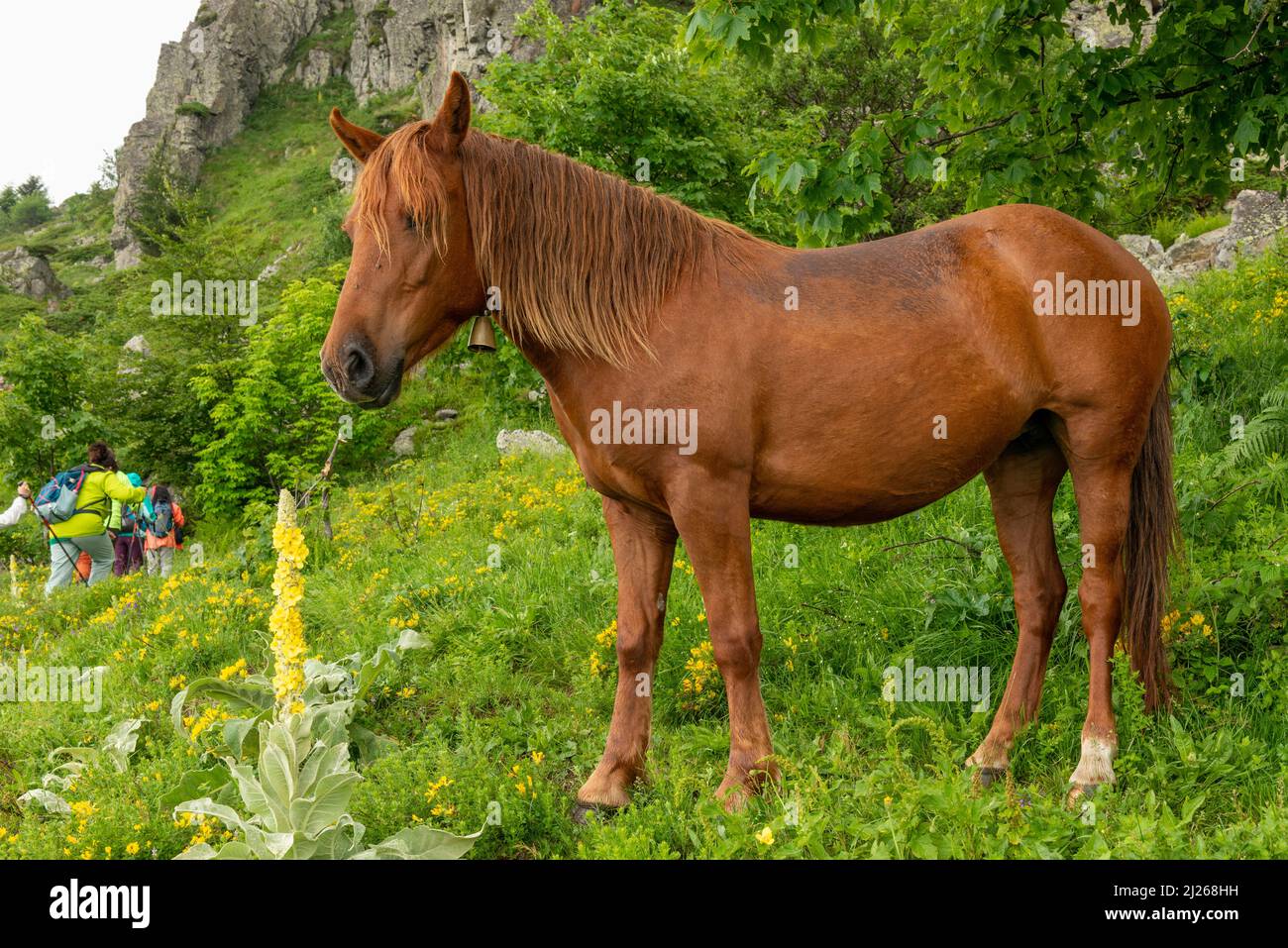 Braunes domestiziertes Pferd, das für die Unterstützung einer Berghütte im UNESCO-Biosherereservat auf dem Fernwanderweg E3, Bulg, verwendet wurde Stockfoto