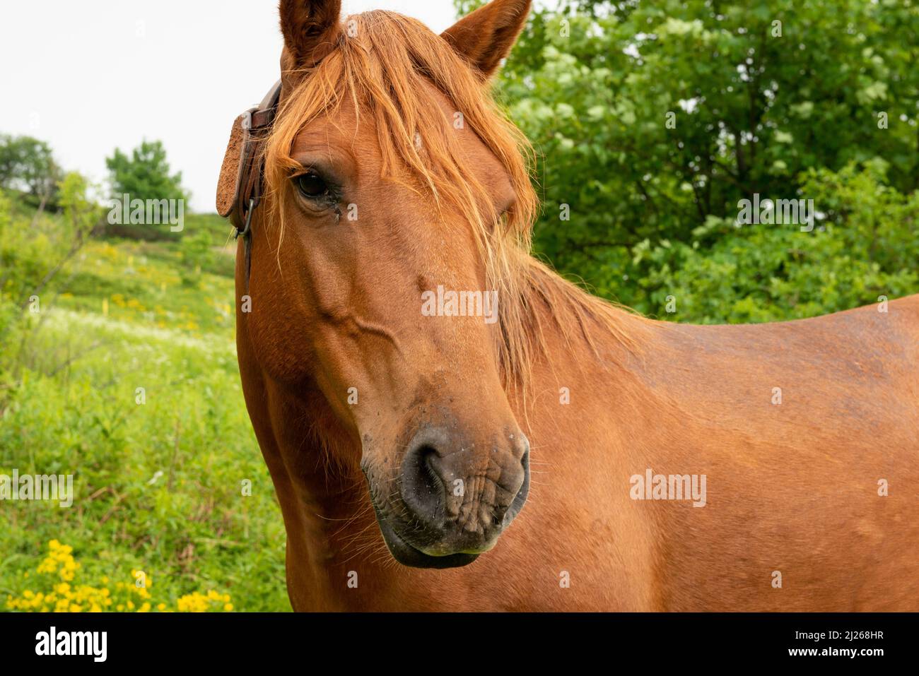 Braunes Hauspferd für Hüttenlieferungen im UNESCO-Biosphärenreservat Zentralbalkan auf dem Fernwanderweg E3, Bulgarien, Balkan Stockfoto