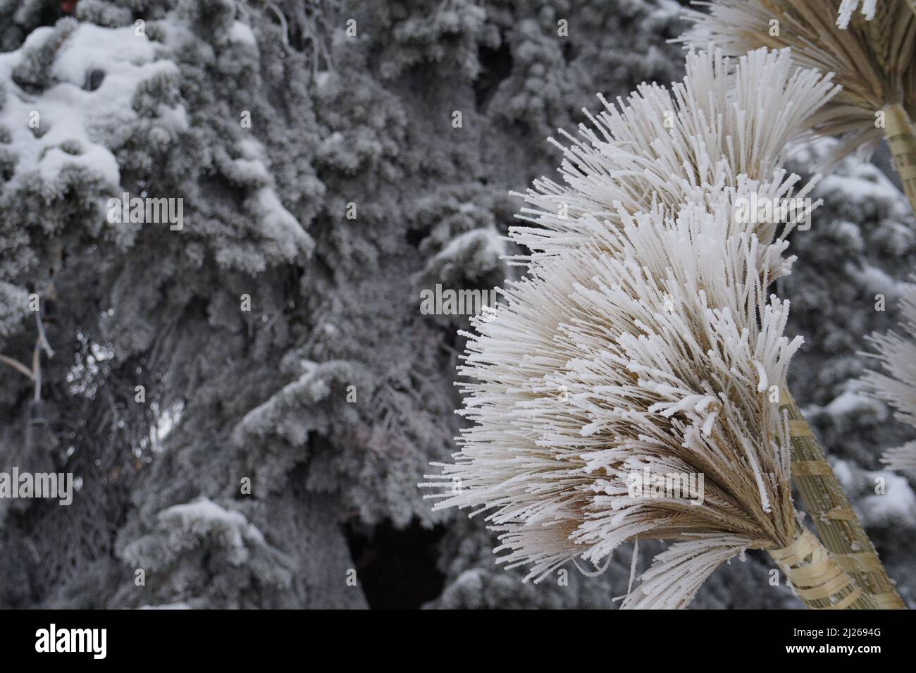 Didukh. Fragment aus der Nähe. Ukrainische Weihnachtsdekoration und traditionelles Symbol. Aus Stroh verschiedene Getreide Stockfoto