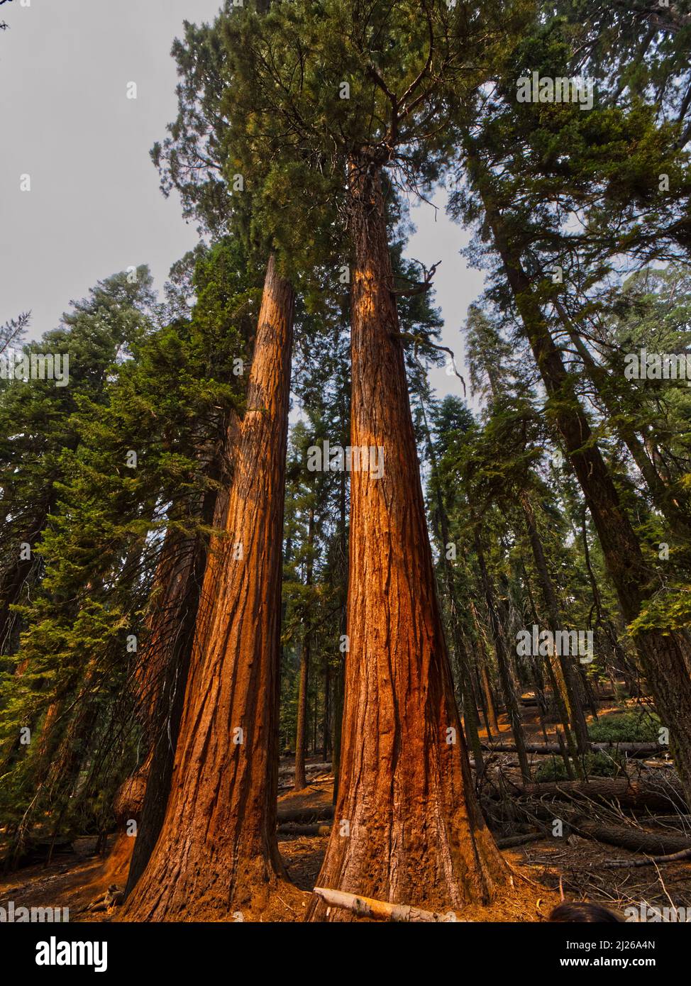 Eine Aufnahme von riesigen Mammutbäumen unter blauem, hellem Himmel im Sequoia National Park Stockfoto