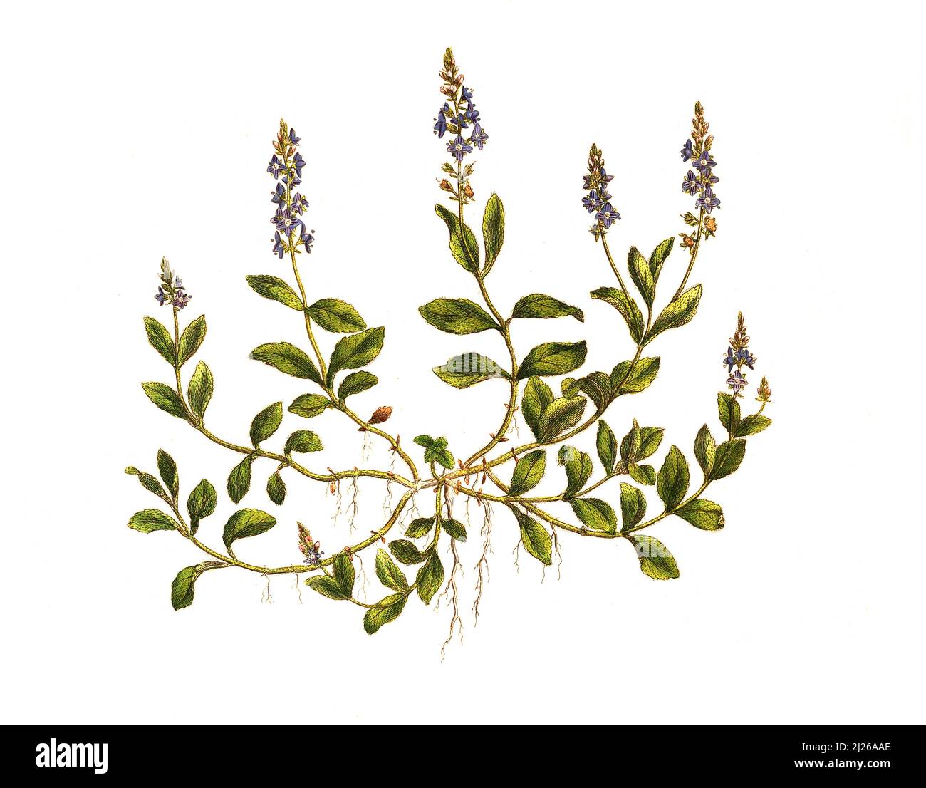 Echter Ehrenpreis, Veronica officinalis, oder Wald-Ehrenpreis / Veronica officinalis, der Heidenschnellbrunnen, die Gipskraut-, Gemeine Speedwell- oder Paulsbetonie, Historische, digital verbesserte Reproduktion eines Originals aus dem 19.. Jahrhundert / digital restaurierte Reproduktion einer Originalvorlage aus dem 19. Jahrhundert, das Originaldatum ist nicht bekannt Stockfoto